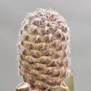 sulcorebutia-intexiseta-lh1122-1