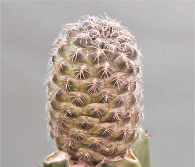 sulcorebutia-intexiseta-lh1122-1