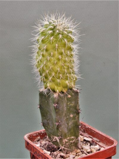 sulcorebutia-vargasii-v.-viridissima-pha-1646 - Зображення 3