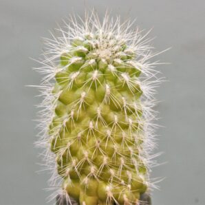 sulcorebutia-vargasii-v.-viridissima-pha-1646