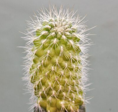 sulcorebutia-vargasii-v.-viridissima-pha-1646