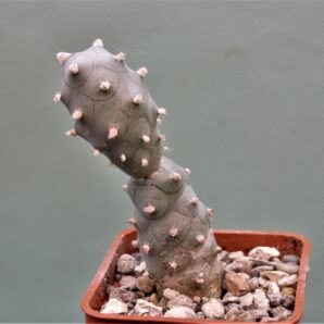 tephrocactus-articulatus-f.inermis-ms-1988-marayes-sl.-1