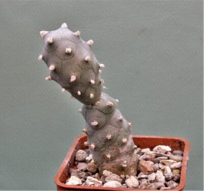 tephrocactus-articulatus-f.inermis-ms-1988-marayes-sl.-1