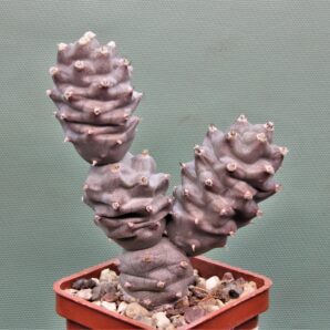 tephrocactus-articulatus-f.inermis-ms-1988-marayes-sl.-2