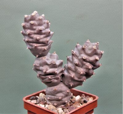tephrocactus-articulatus-f.inermis-ms-1988-marayes-sl.-2