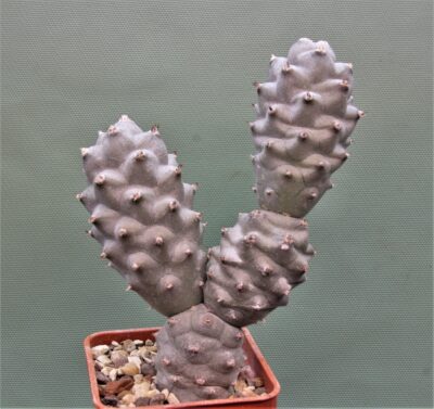 tephrocactus-articulatus-f.inermis-ms-1988-marayes-sl.-3