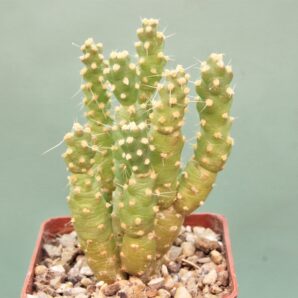 tephrocactus-moelleriana-1