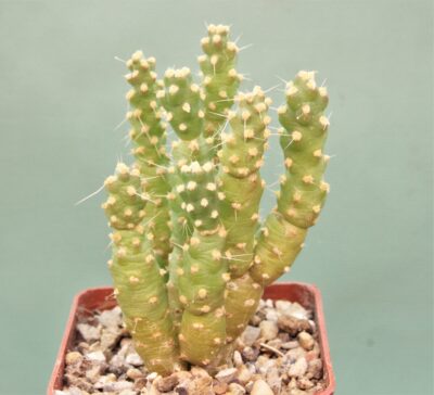 tephrocactus-moelleriana-1