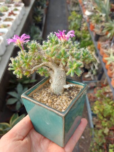 Trichodiadema stellatum 4 - Зображення 2