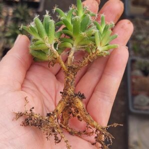 Trichodiadema stellatum 1