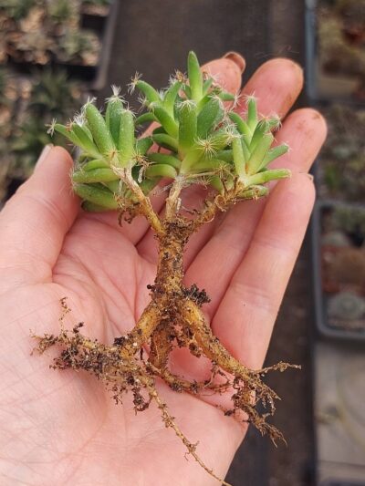 Trichodiadema stellatum 1