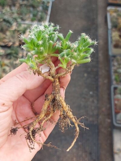Trichodiadema stellatum 2