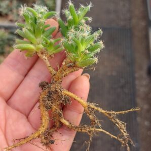 Trichodiadema stellatum 3