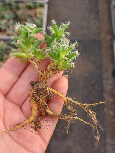 Trichodiadema stellatum 3