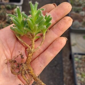 Trichodiadema stellatum 4