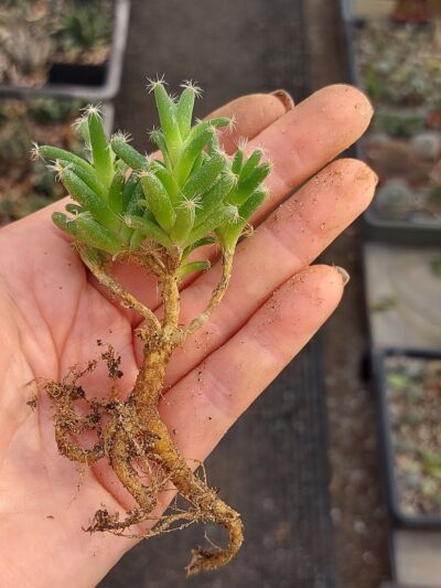 Trichodiadema stellatum 4