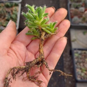 Trichodiadema stellatum 5