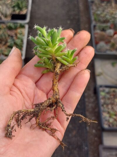 Trichodiadema stellatum 5