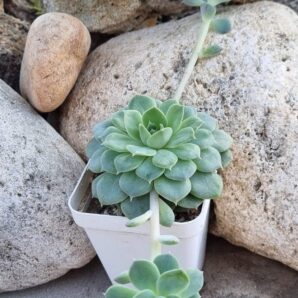 Echeveria Derenbergii