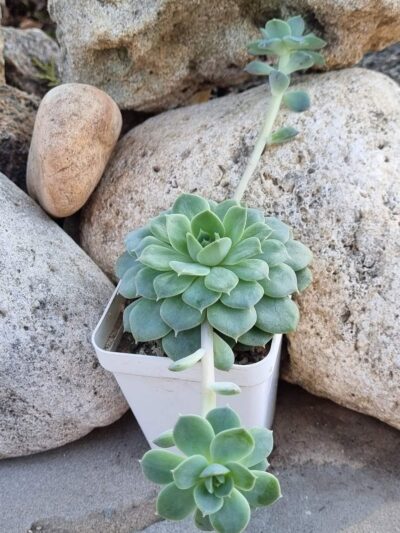 Echeveria Derenbergii