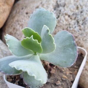 Cotyledon undulata cv Red