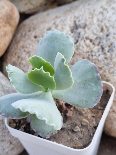 Cotyledon undulata cv Red