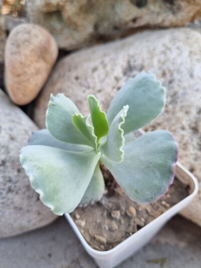 Cotyledon undulata cv Red - Зображення 2