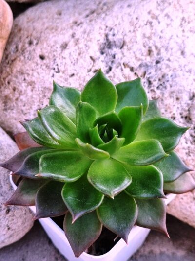 Echeveria Black Prince - Зображення 3