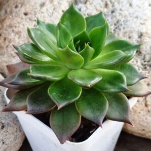 Echeveria Black Prince