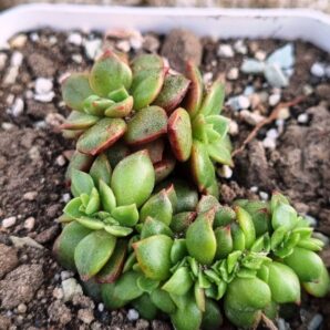 Echeveria Prada crstatai