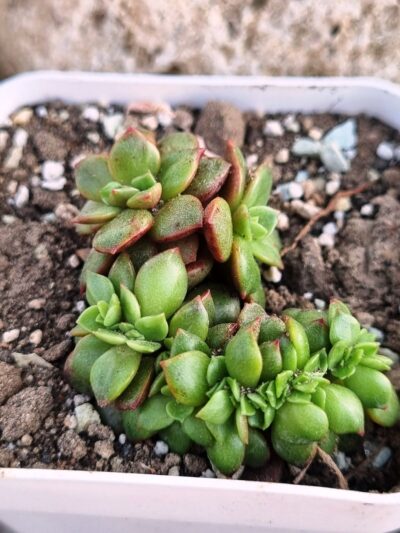 Echeveria Prada crstatai