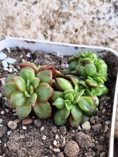 Echeveria Prada crstatai - Зображення 2