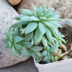 Echeveria Fanfara