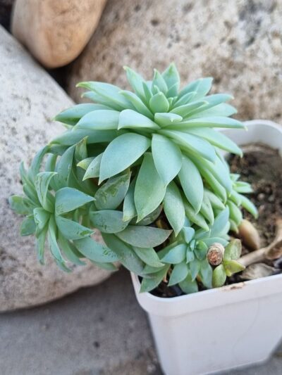 Echeveria Fanfara