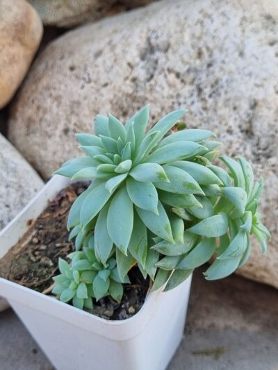 Echeveria Fanfara - Зображення 2