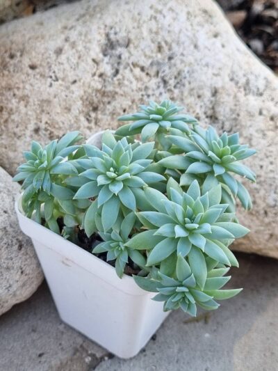 Echeveria Fanfara - Зображення 2