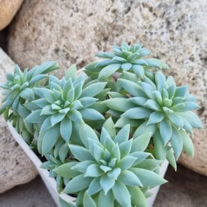 Echeveria Fanfara
