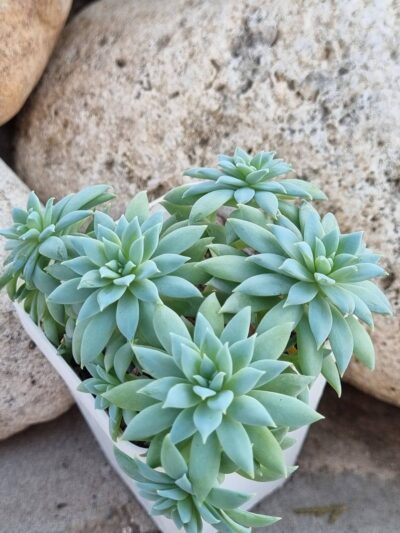 Echeveria Fanfara