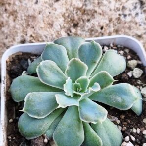 Echeveria Schaviana Mexican Hens