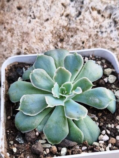 Echeveria Schaviana Mexican Hens