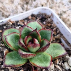 Echeveria Fire Pillar