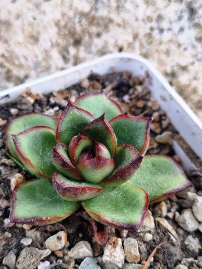 Echeveria Fire Pillar