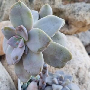 Graptopetalum Superbum