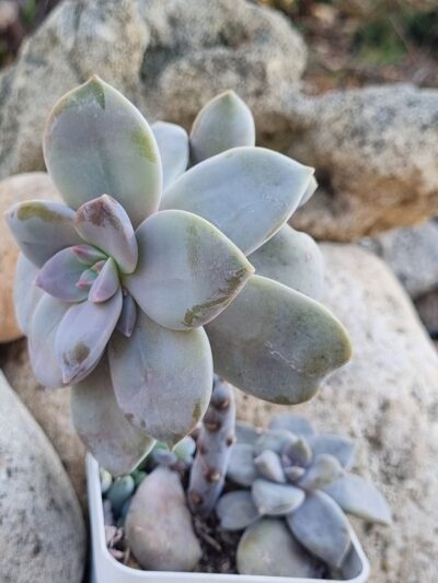 Graptopetalum Superbum