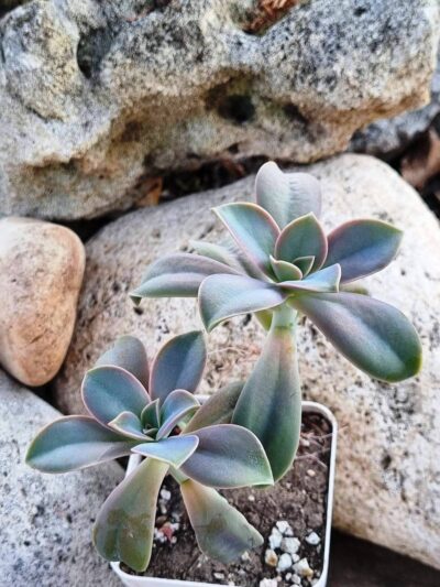 Echeveria Fred Ives - Зображення 2