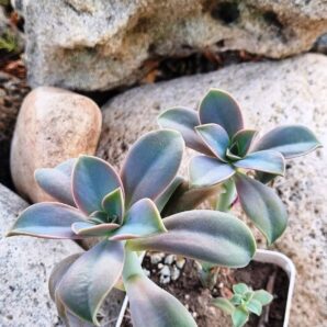 Echeveria Fred Ives