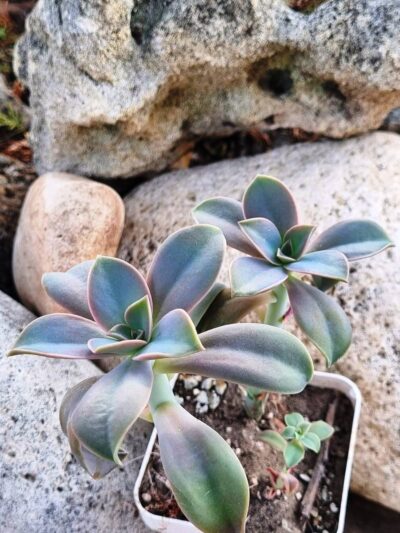 Echeveria Fred Ives