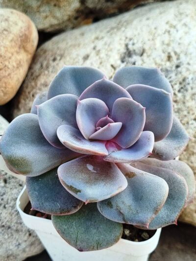 Echeveria Dustu Rose - Зображення 2