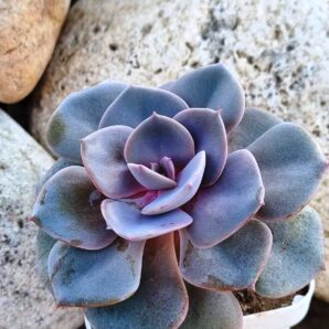 Echeveria Dustu Rose