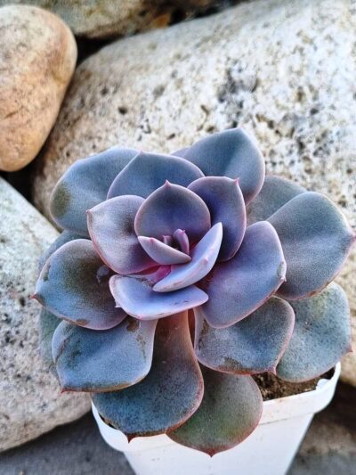 Echeveria Dustu Rose